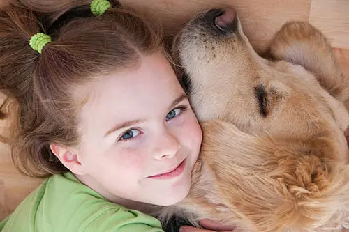 friendly golden retriever