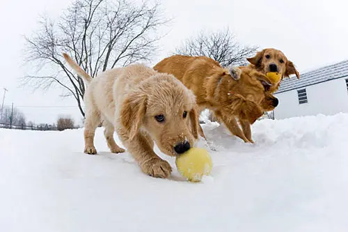 golden retriever puppies