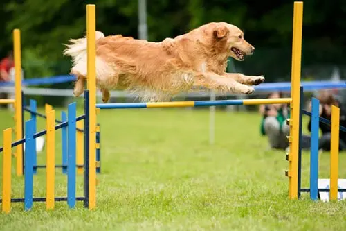 golden retriever training