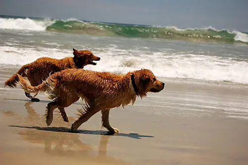 golden retrievers running