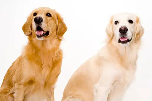 golden retrievers coat