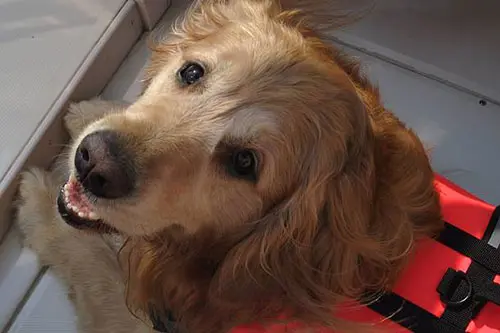 obedient golden retriever