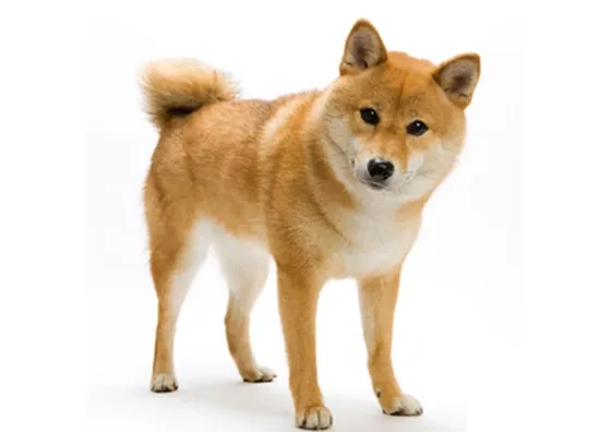 Shiba Inu
