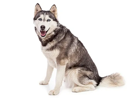 Siberian Husky