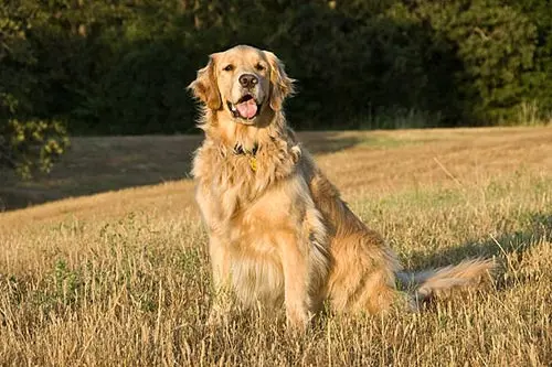 yellow golden retriever