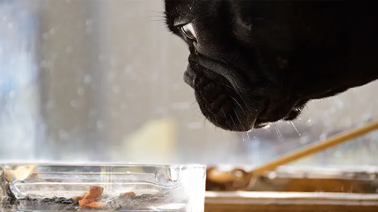are dogs affected by cigarette smoke Cigarette Smoke, Even on Clothing, Causes Cancer in Dogs