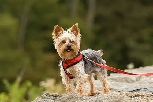 healthy yorkie