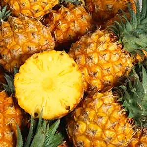 pineapple plant