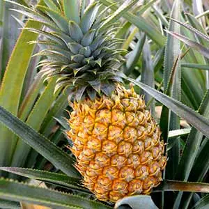 pineapple
