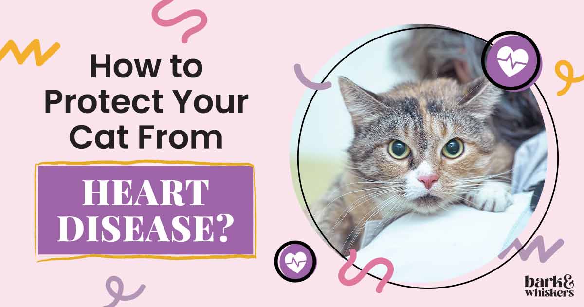 l-carnitine deficiency in cats Mitochondria Feline Hypertrophic Cardiomyopathy
