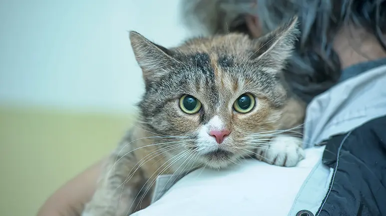 Feline Hypertrophic Cardiomyopathy