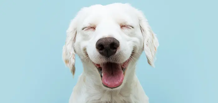 happy smiling puppy dog expression
