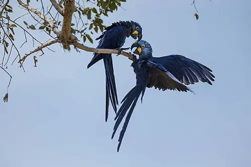 Hyacinth macaw