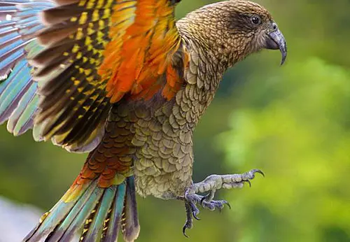 New Zealand kea