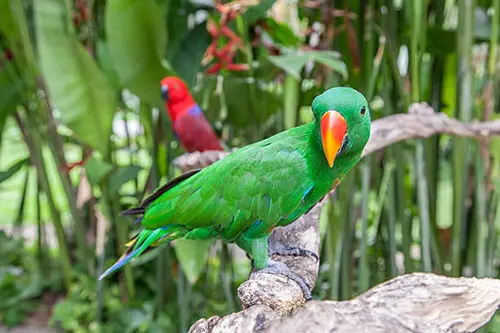 Male Solomon Island eclectus