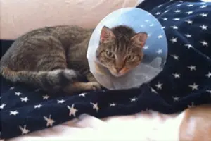 Mojo Before Fecal Transplant