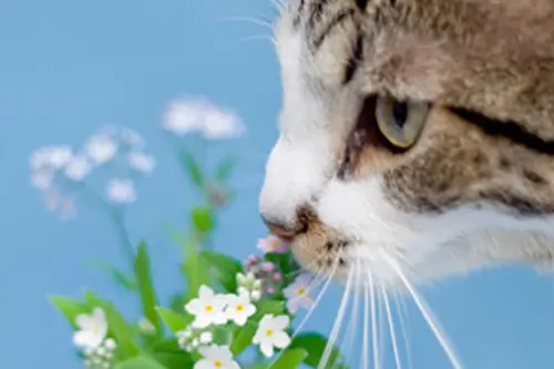 cat smell