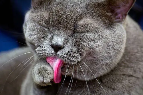 cat tongue