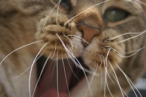 kitty whiskers