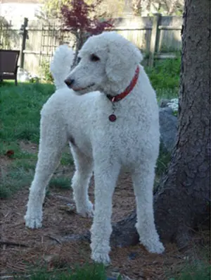 Stovin Before Fecal Transplant