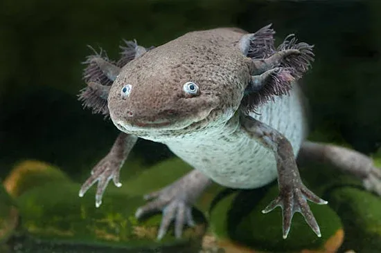 Axolotl