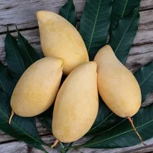 mango fruit