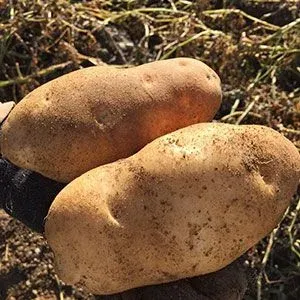 Russet Potatoes fun fact