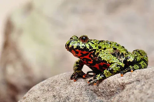 Fire Bellied Toad