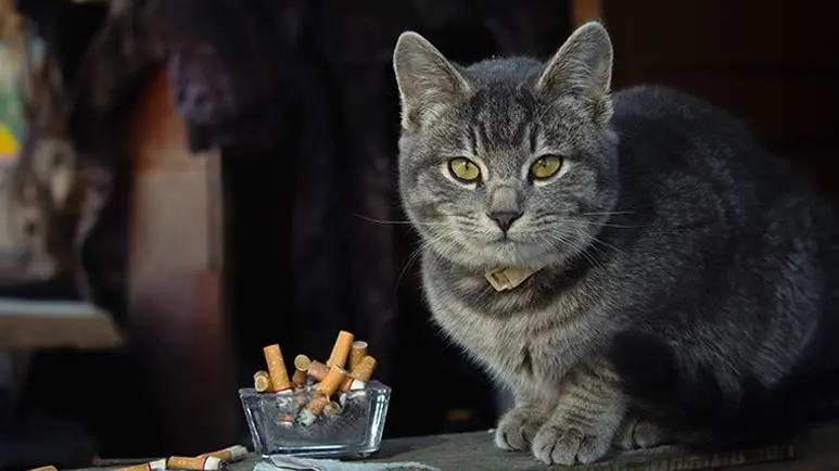 cat ate tobacco Why Is Cigarette Smoke Toxic to Pets?