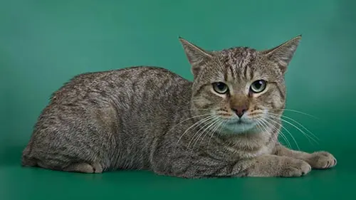 american bobtail cat