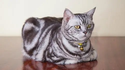 american shorthair cat
