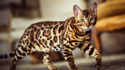 bengal cat