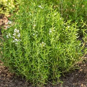 thyme