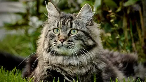 maine coon cat