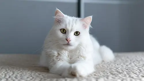 turkish angora cat
