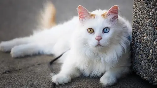 turkish van cat