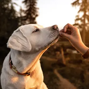 pet owners are now seeking non gmo pet foods