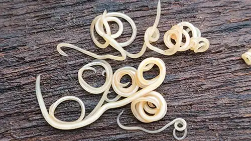 roundworm
