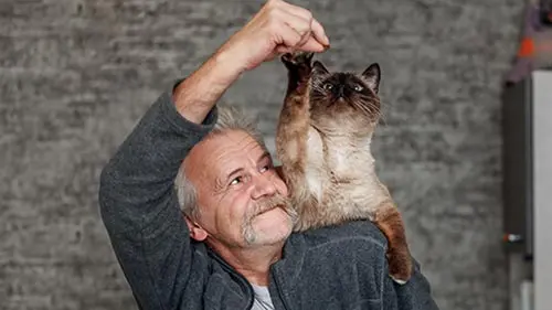 siamese are curious smart and demanding