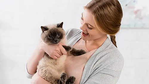 siamese are extremely chatty