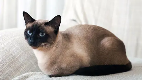 siamese are light shedders