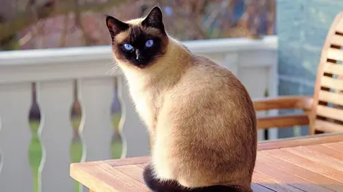 siamese have a very distinctive physical appearance