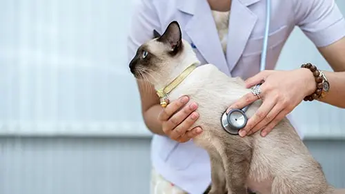 siamese have their share of health problems