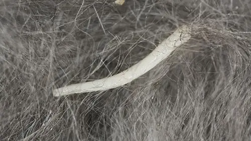 tapeworm