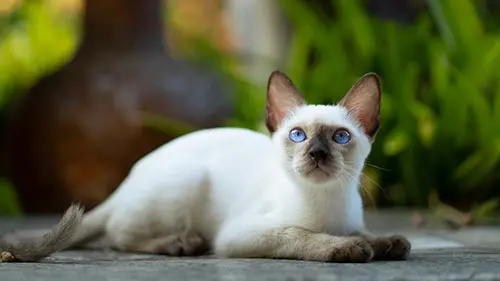the siamese pointed pattern is a form of albinism