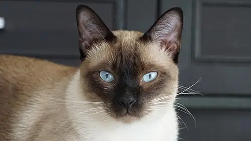 the siamese royal cat of siam