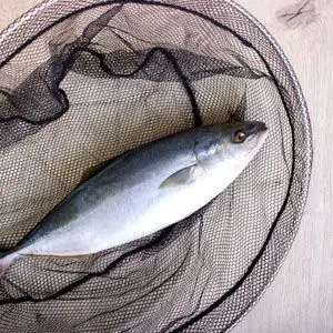 tuna populations declining