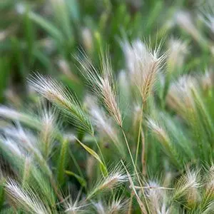 foxtail barley