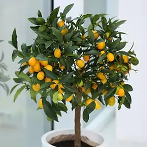 kumquats