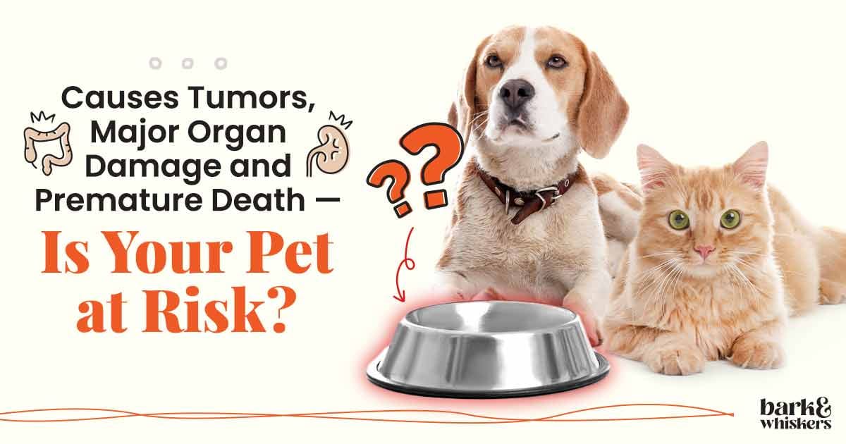 www.barkandwhiskers.com